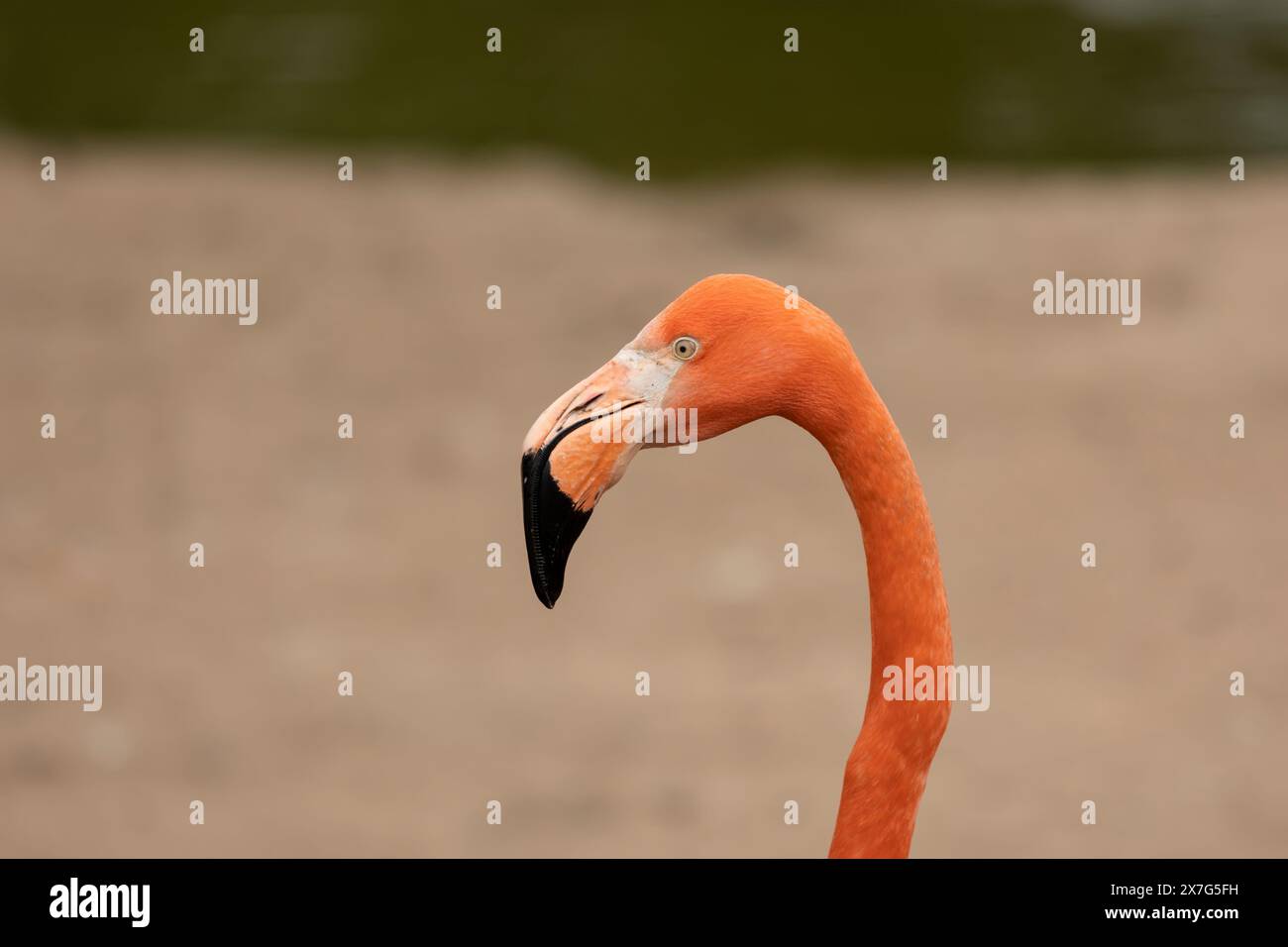 Primo piano del fenicottero superiore Phoenicopterus roseus, riposante, colori brillanti, uccelli in cattività Foto Stock