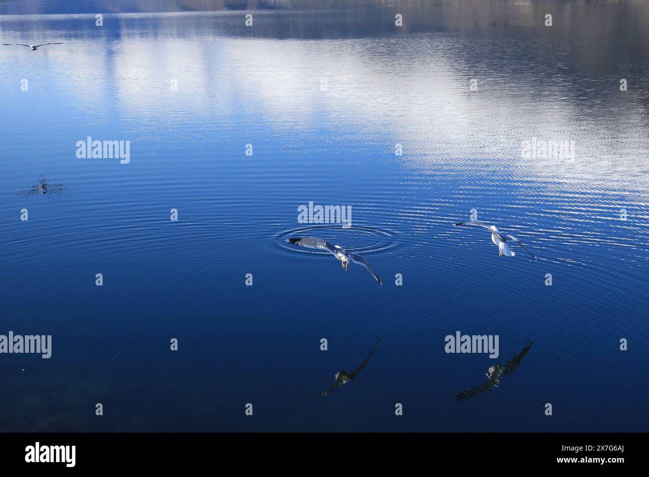 Gabbiano su un fiordo Foto Stock