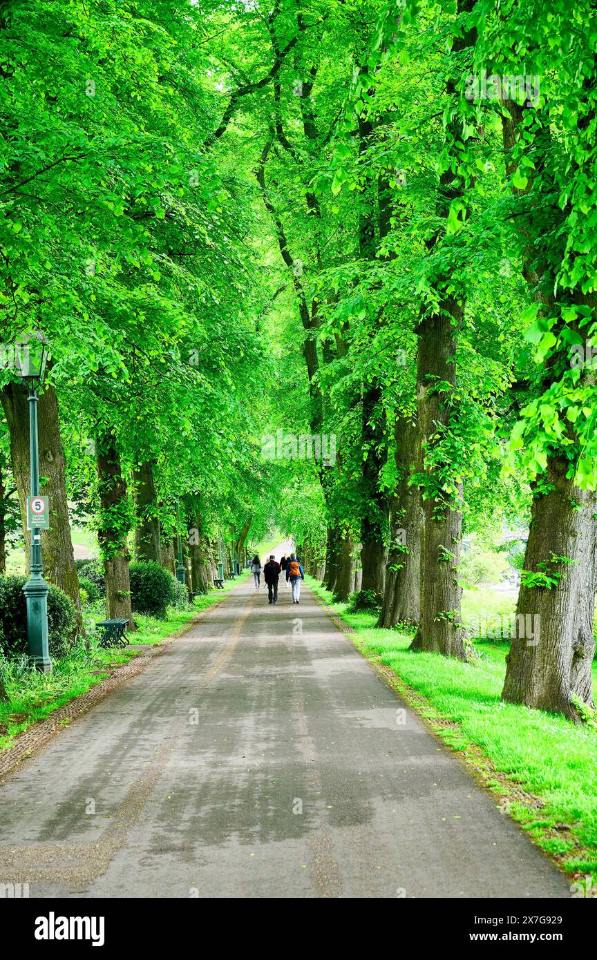 viale alberato sulle rive del fiume ribble ad Avenham Park, Preston, Regno Unito Foto Stock viale alberato sulle rive del fiume ribble ad Avenham Park, Preston, Regno Unito Foto Stock