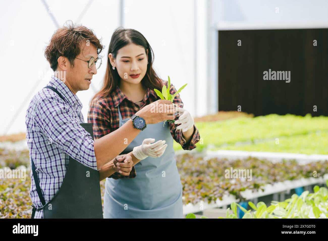 un agricoltore felice ha coltivato una pianta di alimenti freschi e verdi in hydro farm, un moderno concetto di business dell'agricoltura ecologica pulita Foto Stock