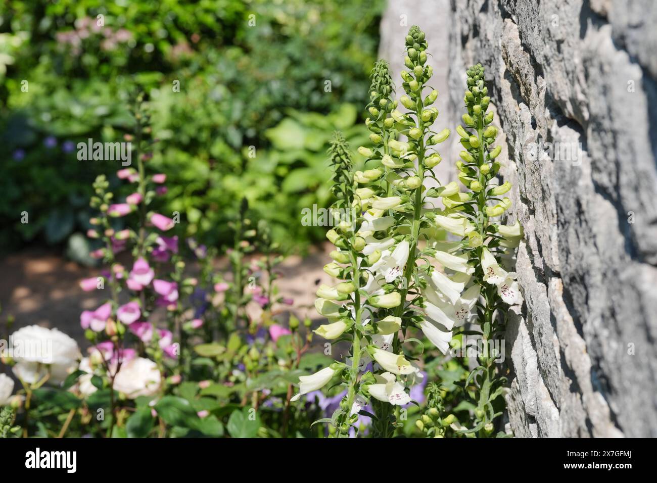 Foxglove fiori nel Bridgerton Garden, durante il RHS Chelsea Flower Show al Royal Hospital Chelsea di Londra. Data foto: Lunedì 20 maggio 2024. Foto Stock