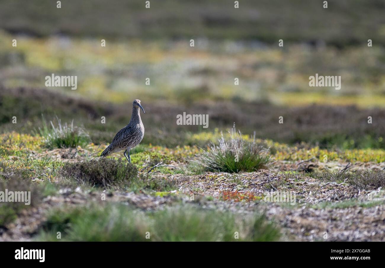 Curlew, Numenius arquata, un wader rosso, sulla brughiera gestita nello Yorkshire Dales, dove prosperano. North Yorkshire, Regno Unito. Foto Stock