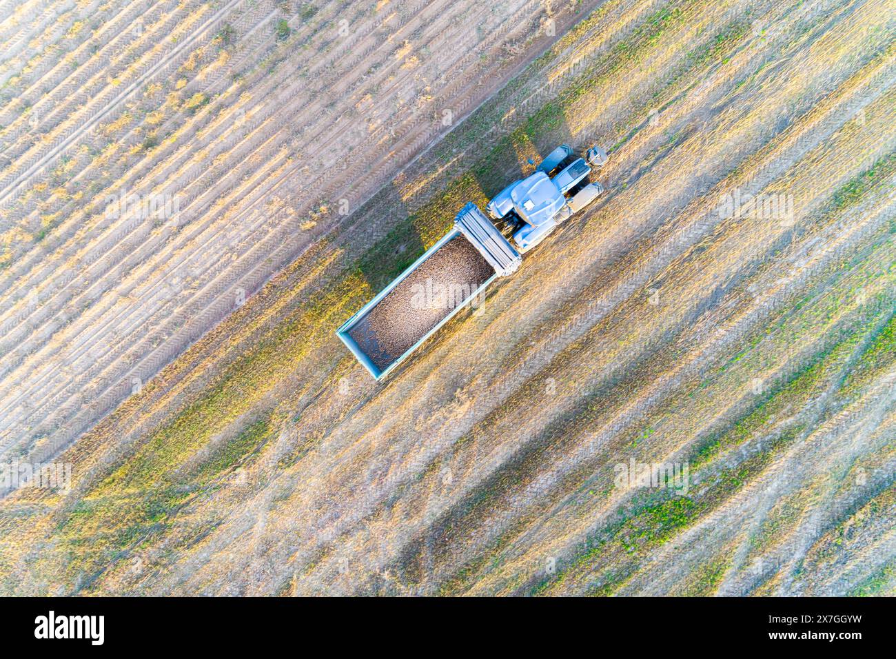 vista dall'alto di un trattore con patate sul rimorchio durante la raccolta Foto Stock