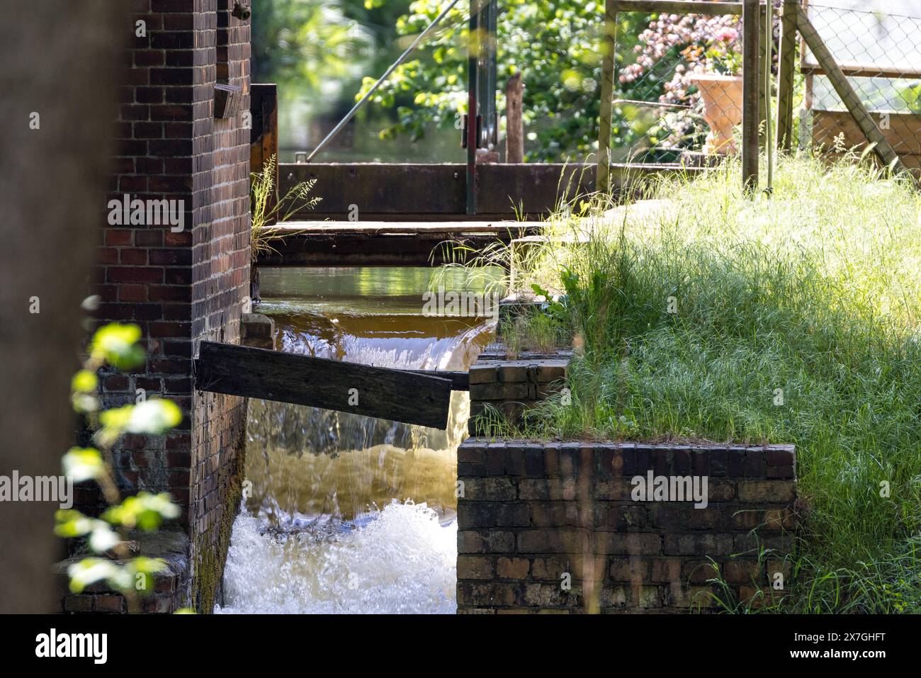 20 maggio 2024, Brandeburgo, Müschen: Nel mulino ad acqua nel villaggio di Spreewald di Müschen, l'acqua del fiume Greifenhainer Fließ aziona una turbina (non nella foto). Come centinaia di altri mulini, il mulino ha invitato i visitatori al German Mill Day. Il mulino, gestito dalla famiglia Paulick, è l'ultimo mulino ad acqua prodotto nello stato del Brandeburgo. Il grano viene lavorato qui dal 1848. Le origini del Mill Day si trovano nei giorni della bassa Sassonia Mill Days, che furono celebrati nel 1990. Foto: Frank Hammerschmidt/dpa Foto Stock