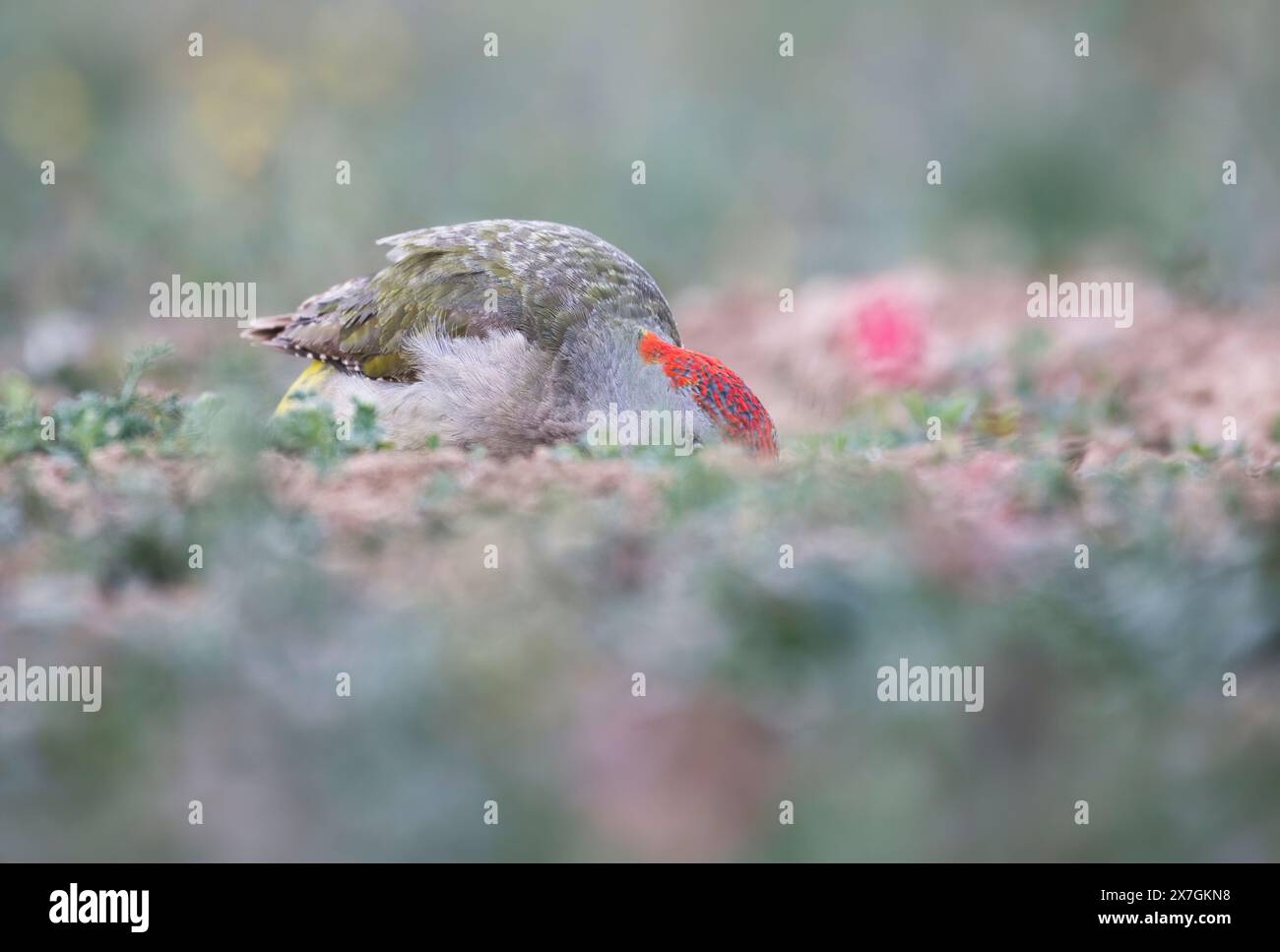 Razza spagnola o iberica del picchio verde (Picus viridis sharpei). Questo individuo sta bevendo in una piscina poco profonda e secca Foto Stock