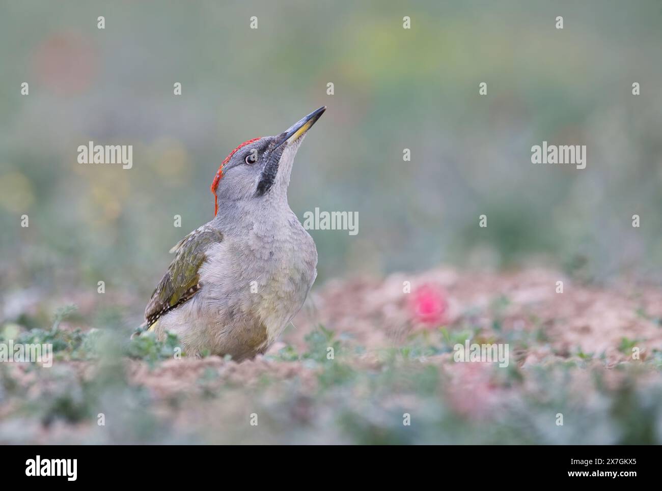 Razza spagnola o iberica del picchio verde (Picus viridis sharpei). Questa razza ha più grigio e meno nero sulla testa rispetto agli uccelli europei Foto Stock