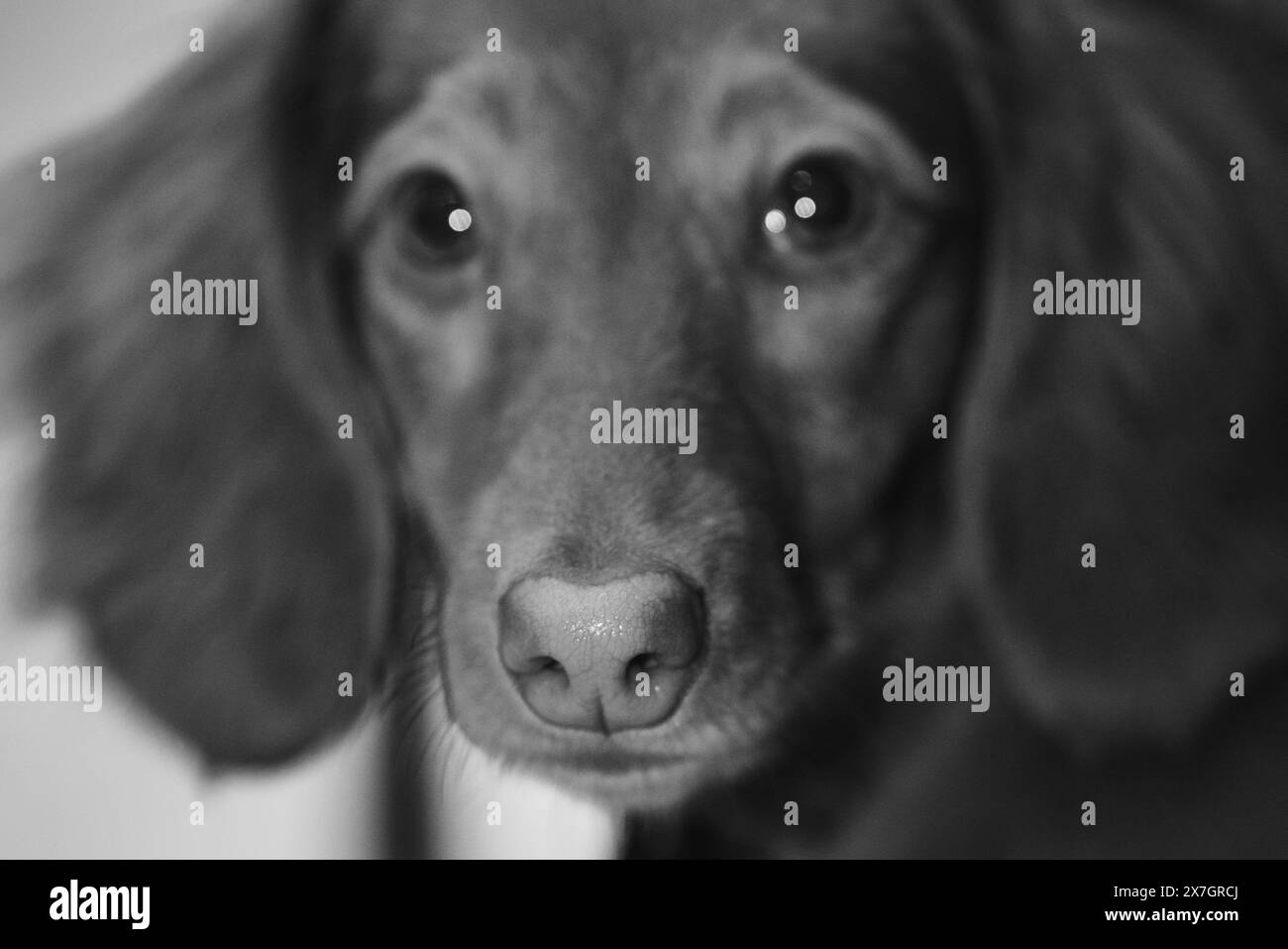 Dachshund, Teckel, Puppy, Dachshund Puppy, cane, animale domestico Foto Stock