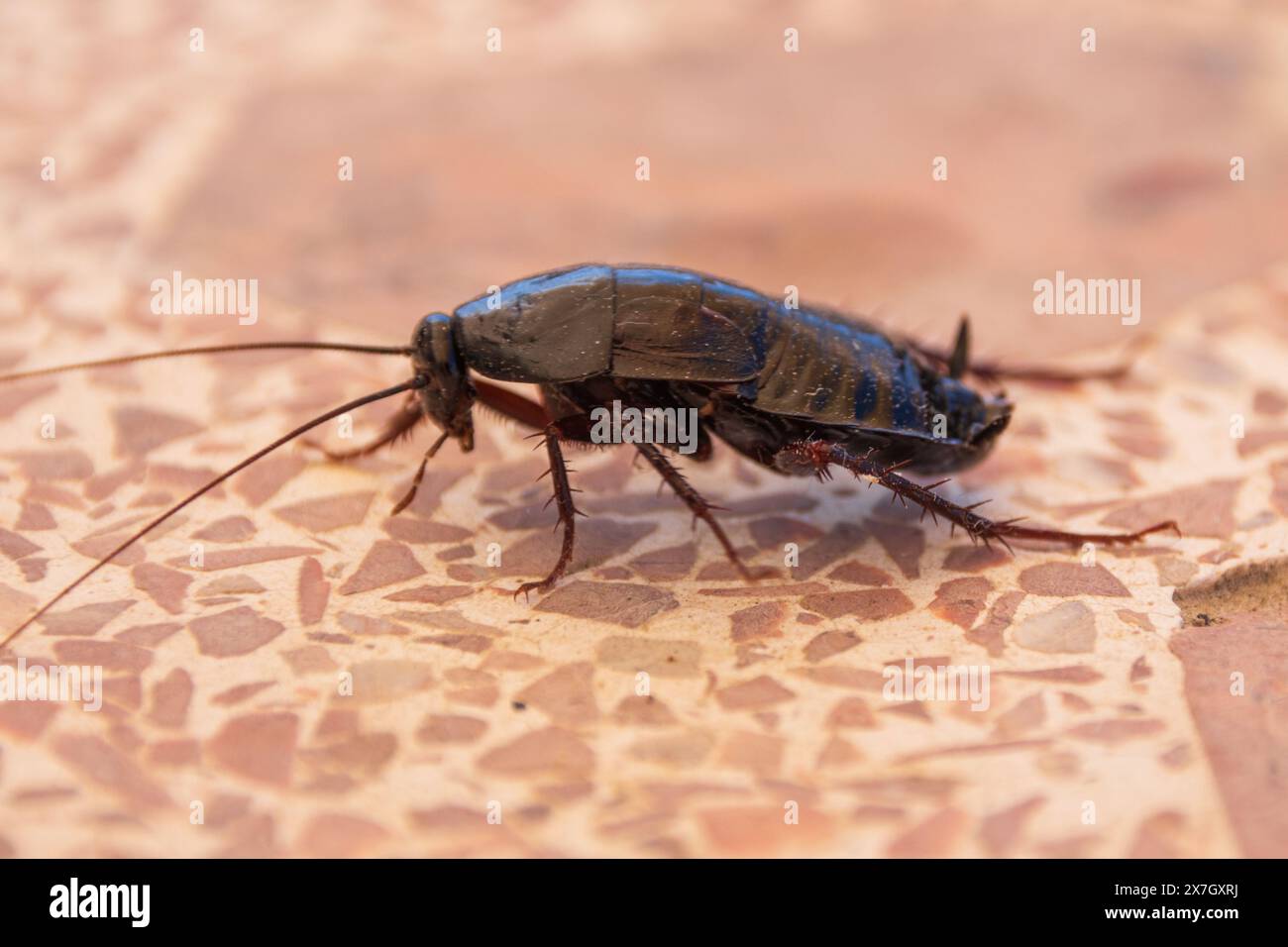 Blatta orientalis, Cockroach orientale Foto Stock
