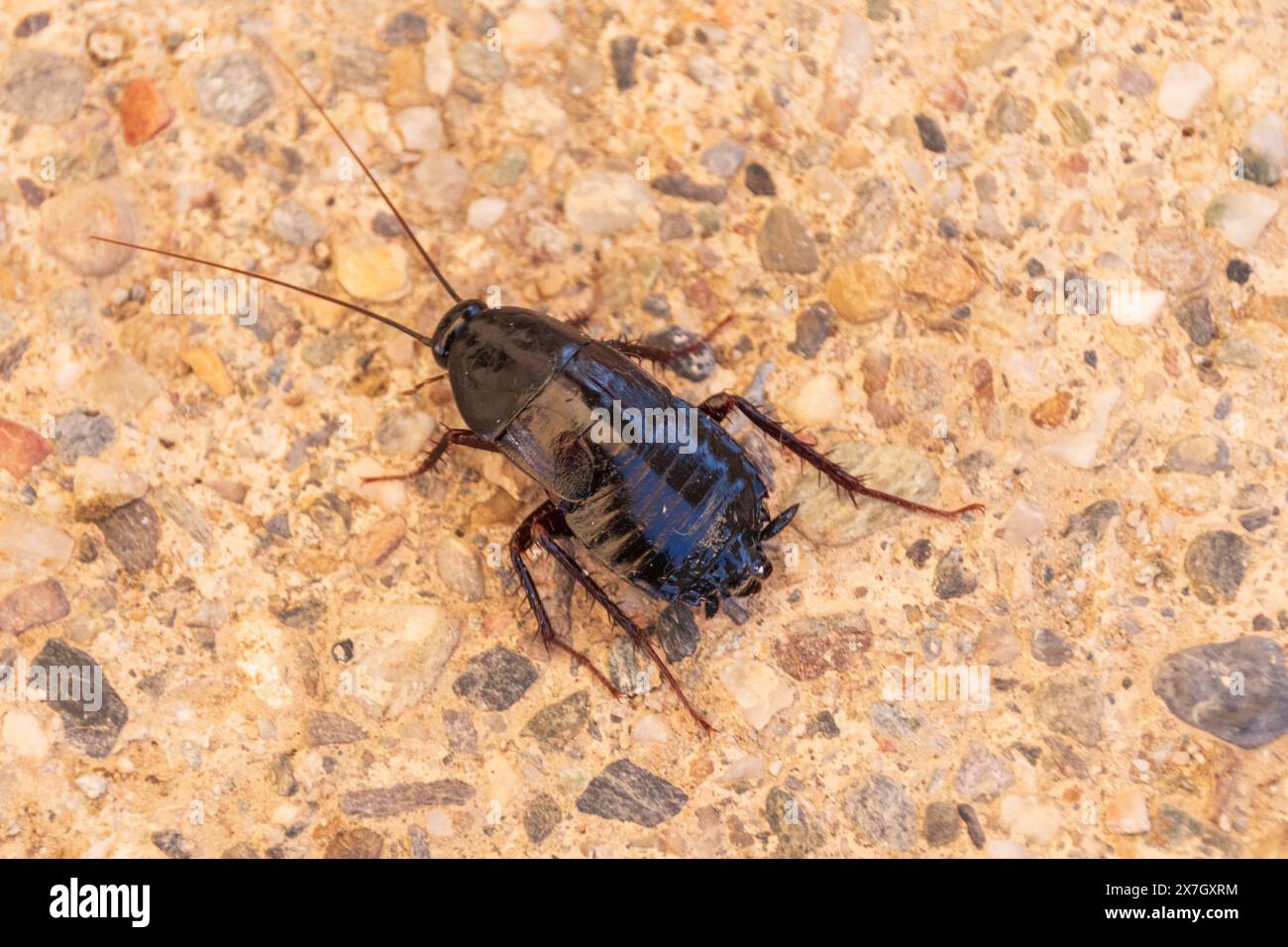 Blatta orientalis, Cockroach orientale Foto Stock