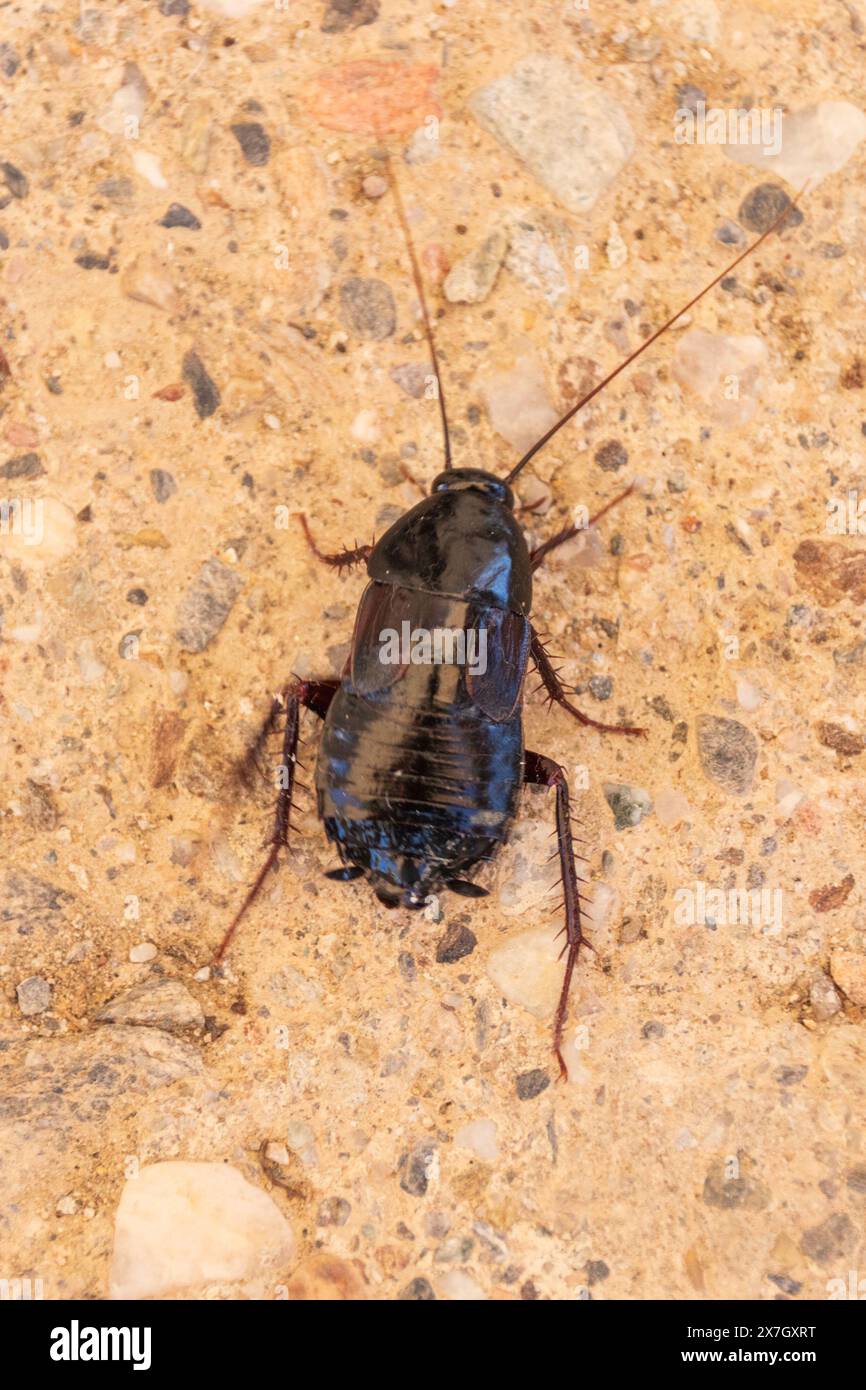 Blatta orientalis, Cockroach orientale Foto Stock