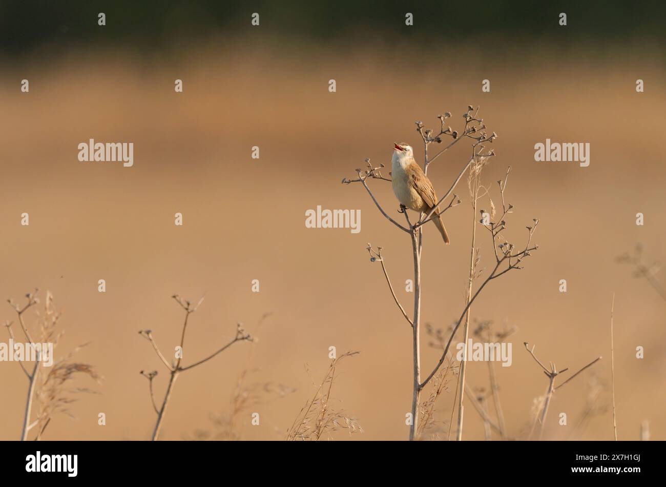 Kloster Lehnin, Germania. 29 aprile 2024. 29.04.2024. Una parula di cuoio (Acrocephalus schoenobaenus) siede su piante essiccate nella riserva naturale Rietzer SEE nel comune di Kloster Lehnin e canta il suo canto alla luce del sole della sera. Qui si estendono prati naturali e grandi aree ricoperte di canne. Questo attrae insetti su cui vivono le parula. Credito: Wolfram Steinberg/dpa credito: Wolfram Steinberg/dpa/Alamy Live News Foto Stock