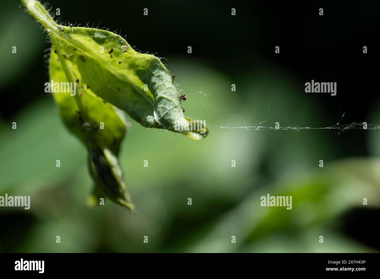 Afidi sulla foglia di caprifoglio (Lonicera) con ragnatela a fogliame sfocato. Mettere a fuoco gli afidi sul bordo della foglia superiore Foto Stock