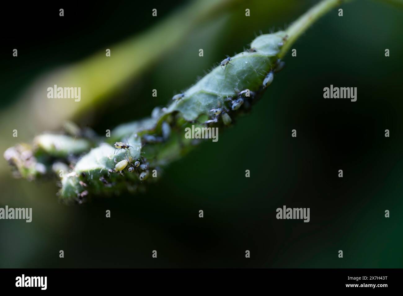Afidi sulle foglie di caprifoglio. Mangiato via la foglia. Messa a fuoco selettiva Foto Stock