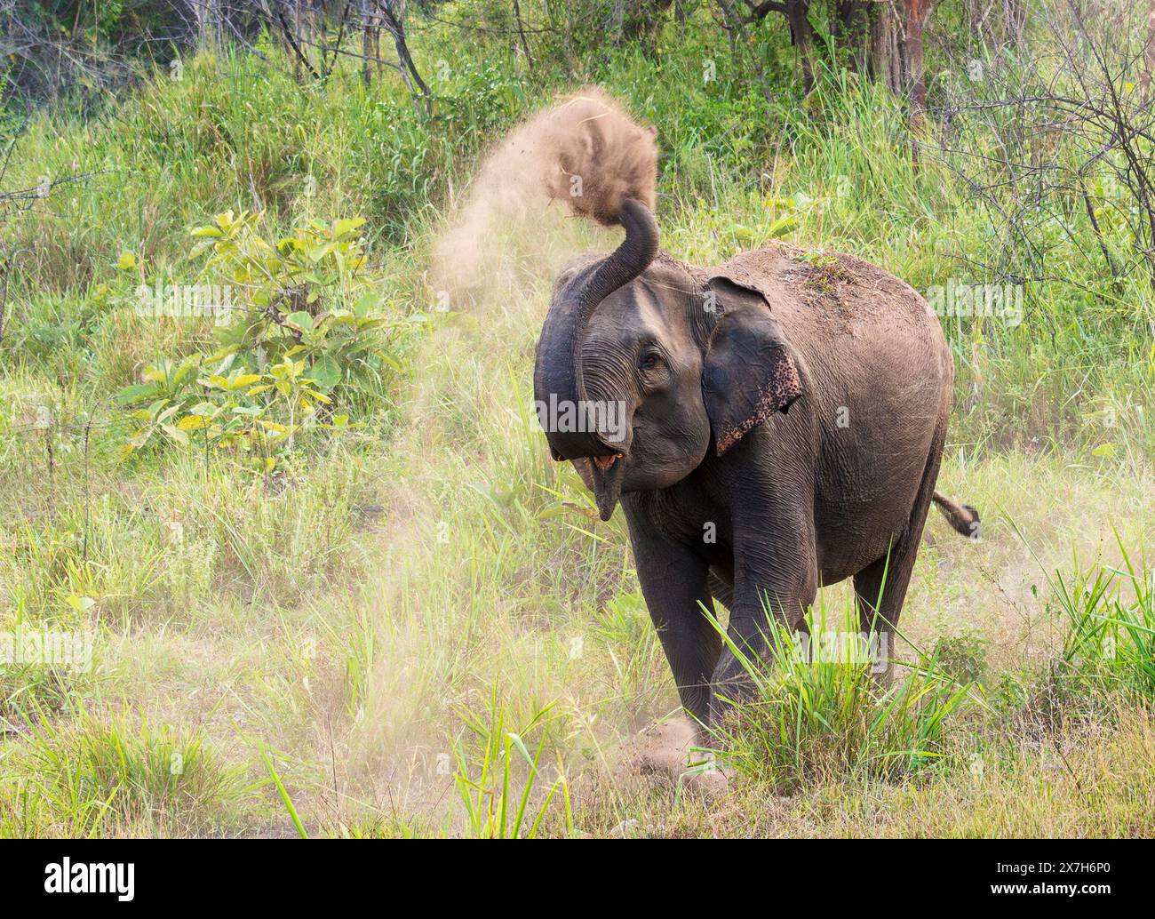 Elefante, parco ecologico di Hurulu, Sri Lanka. Foto Stock