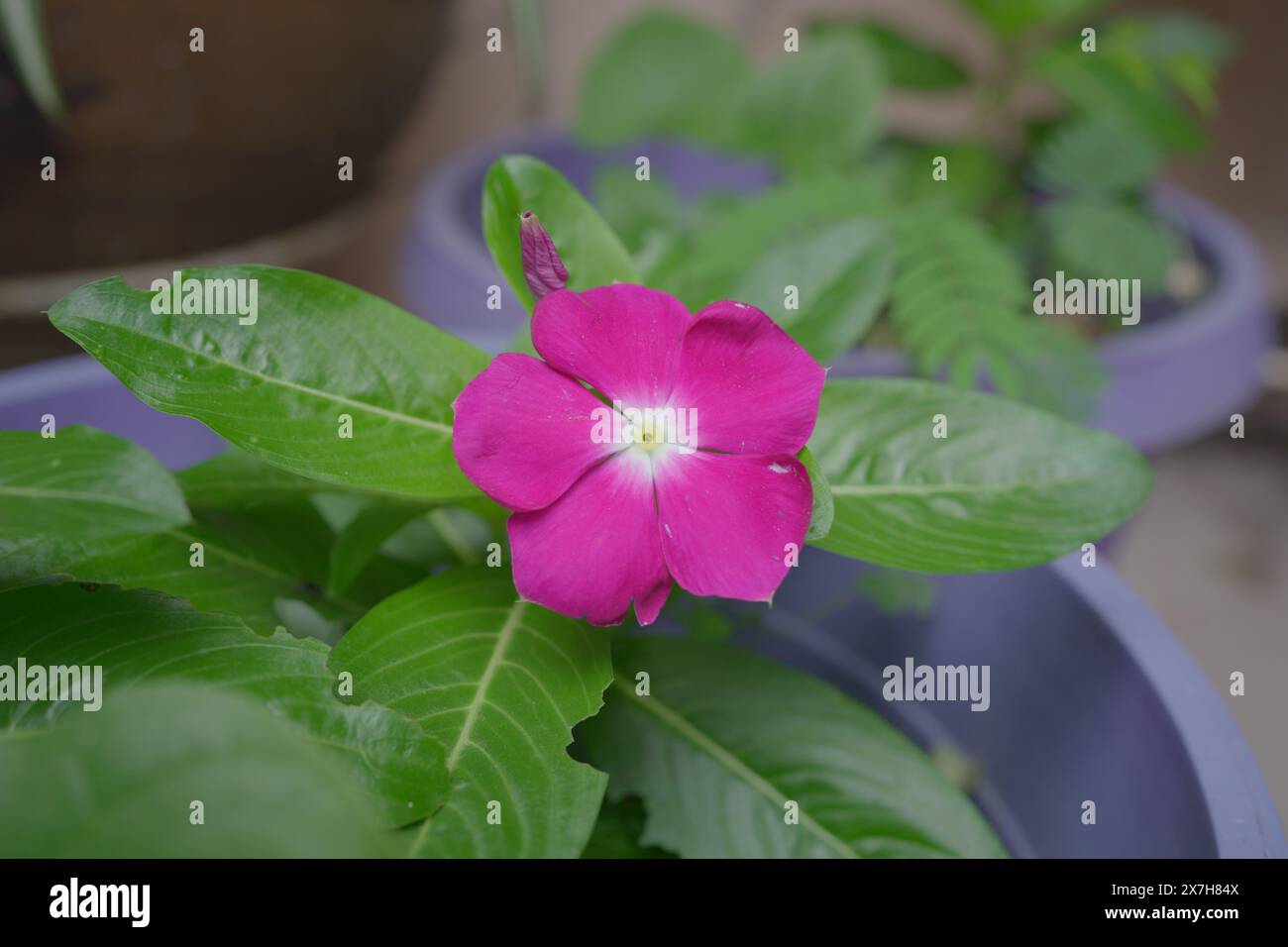 Pianta periwinkle rosata con fiore fiorito. Foto Stock