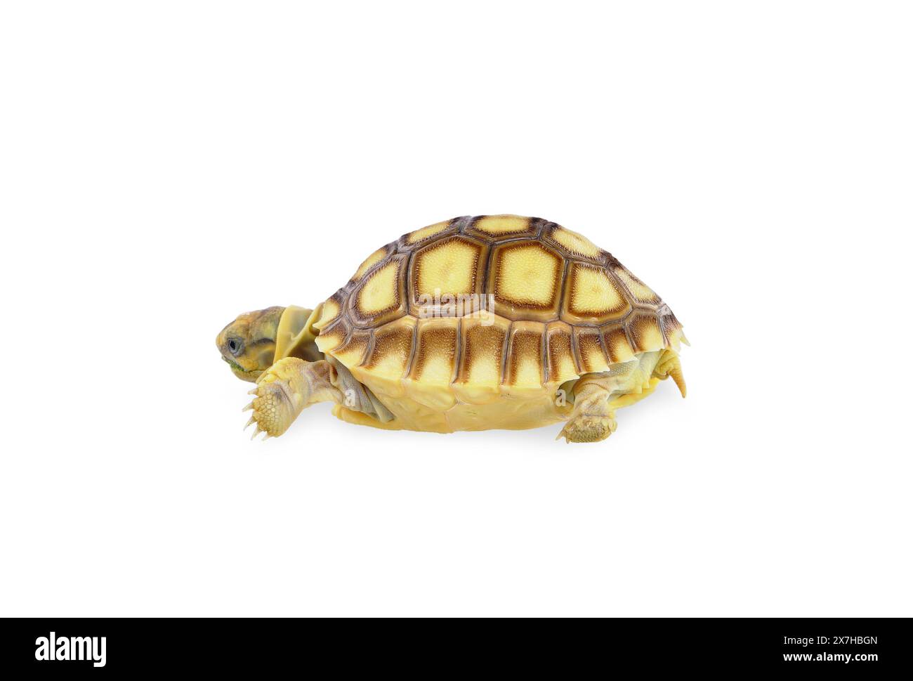 Baby sulcata Turtle isolata su sfondo bianco. percorso di ritaglio tartaruga Foto Stock