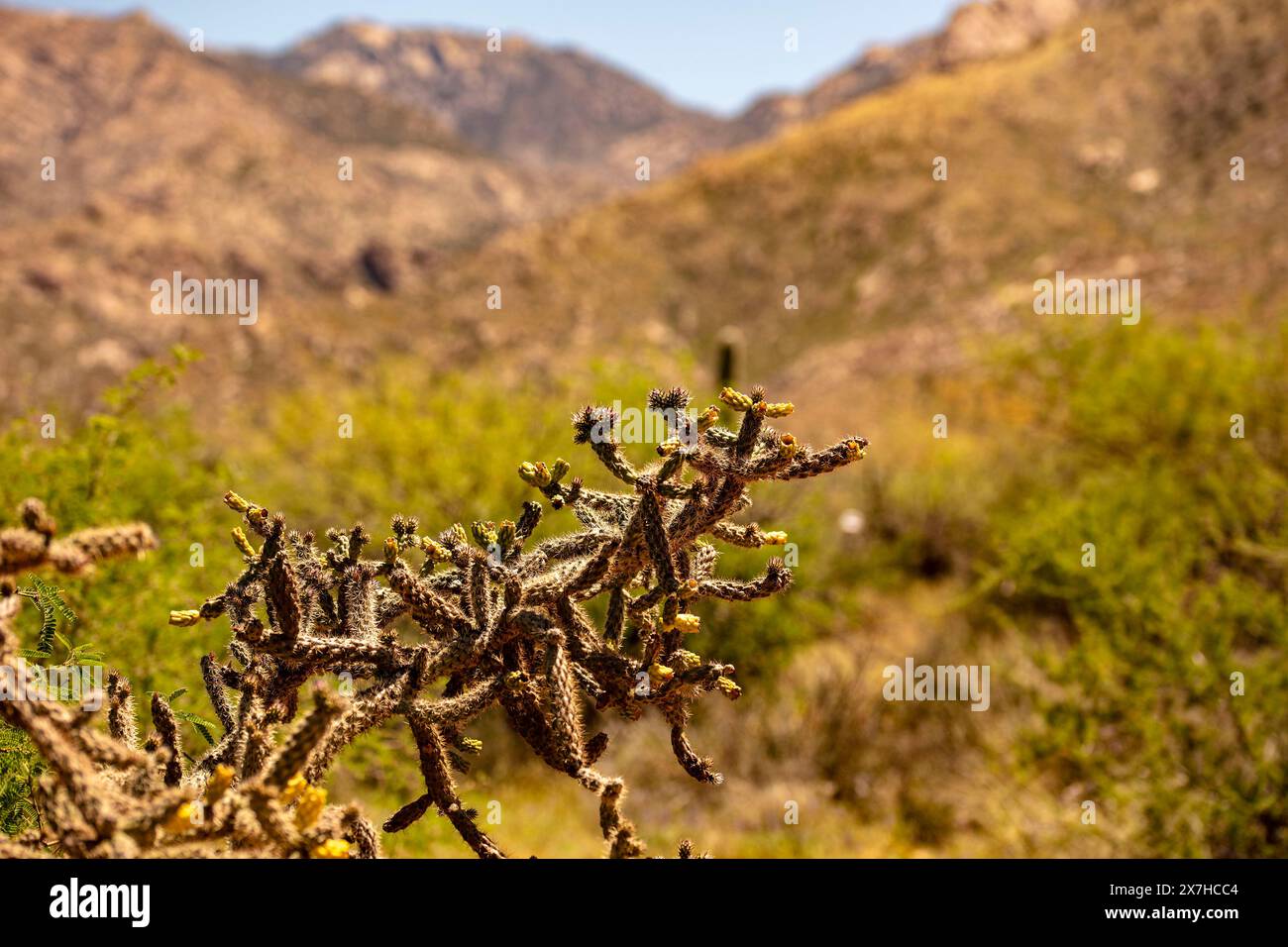 Ravvicinato naturale pianta in fiore ritratto del frutto a catena liscio Cholla Cylindropuntia fulgida) nel Catalina State Park, Oro Valley, Arizona, USA. Soleggiato Foto Stock