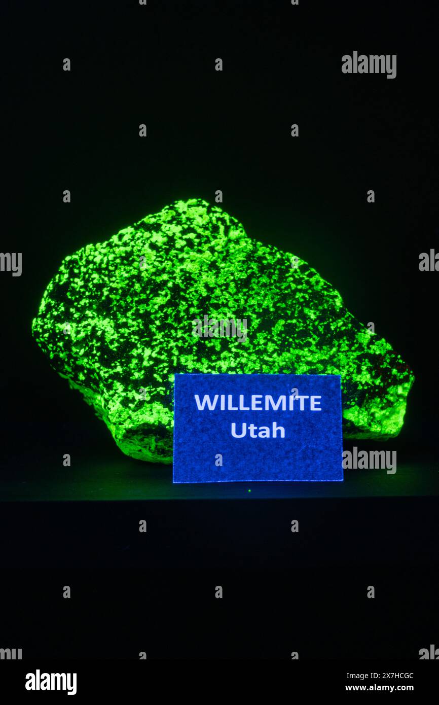 Willemite, un minerale fluorescente sotto la luce ultravioletta nello Utah Field House of Natural History Museum. Vernal, Utah. Foto Stock