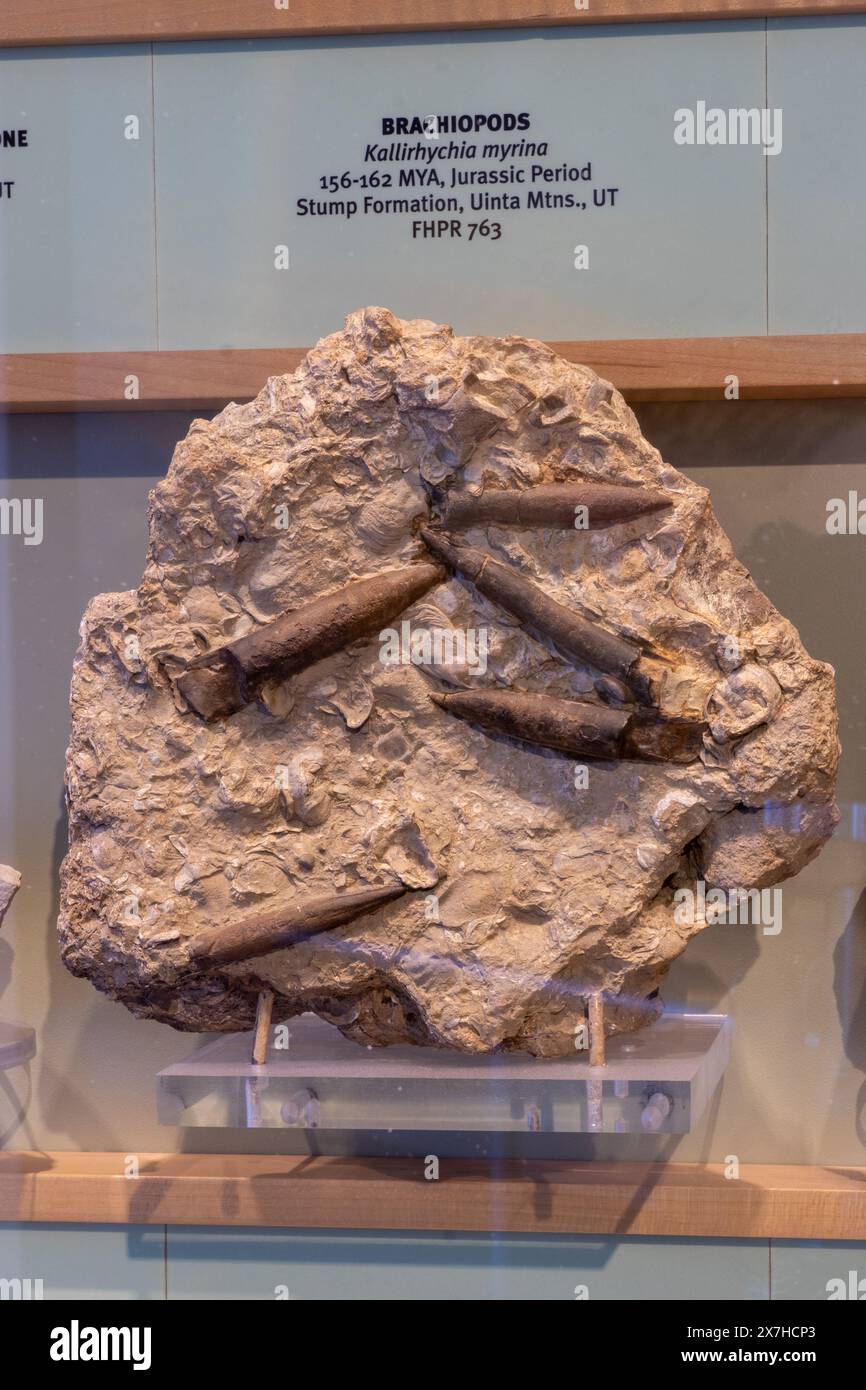 Brachiopodi marini fossilizzati, Kallirhychia myrina, nel Utah Field House of Natural History Museum. Vernal, Utah. Foto Stock