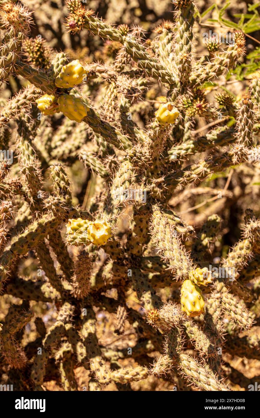 Ravvicinato naturale pianta in fiore ritratto del frutto a catena liscio Cholla Cylindropuntia fulgida) nel Catalina State Park, Oro Valley, Arizona, USA. Soleggiato Foto Stock