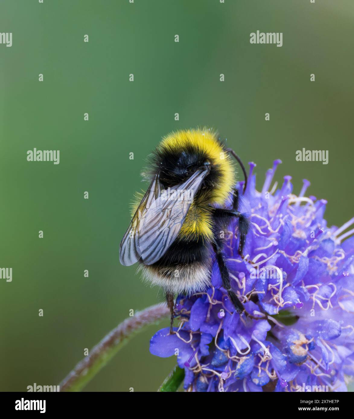 Bumblebee dalla coda bianca su Devils bit Scabious Foto Stock