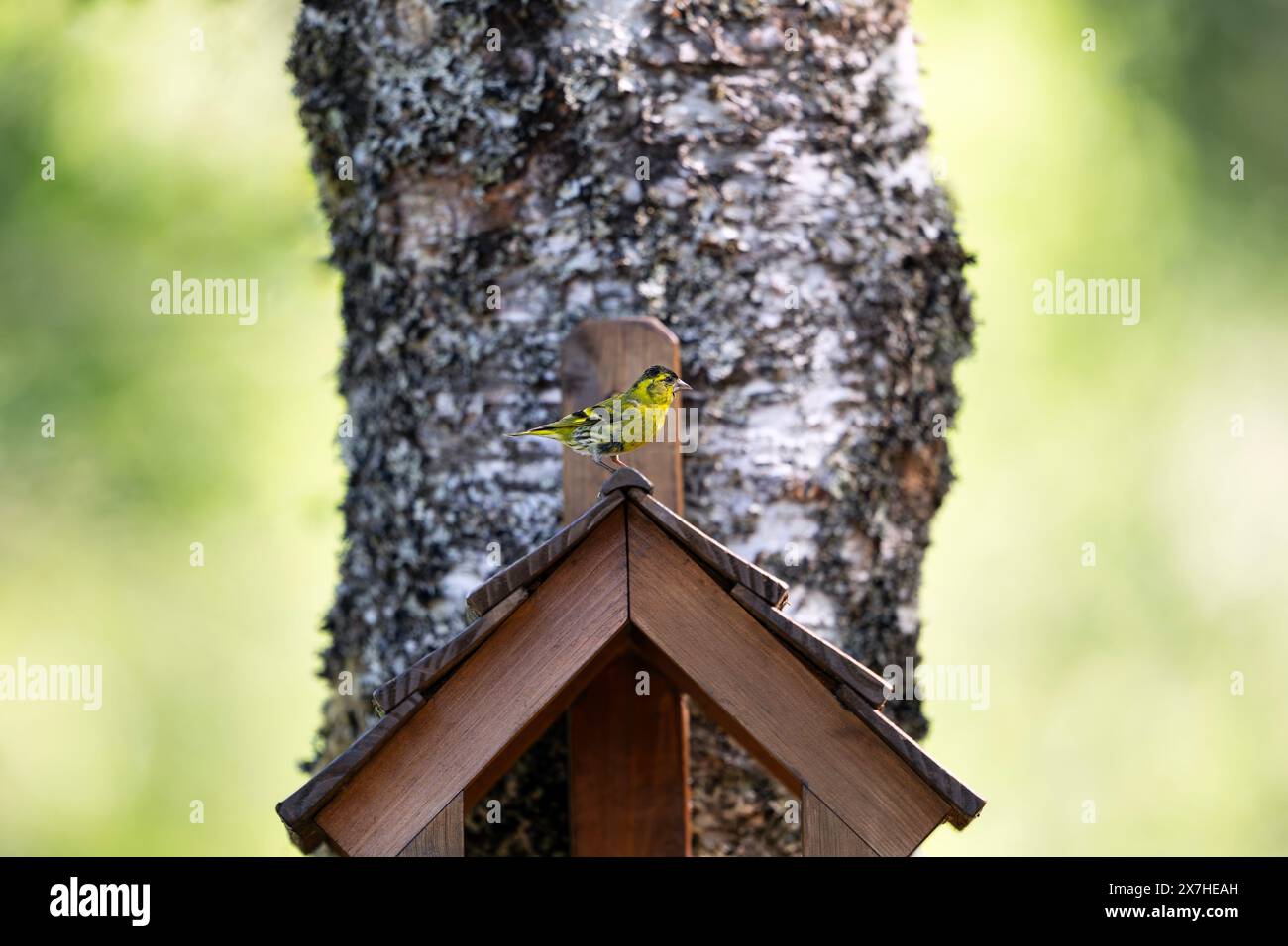 Siskin su un tavolo per uccelli Foto Stock