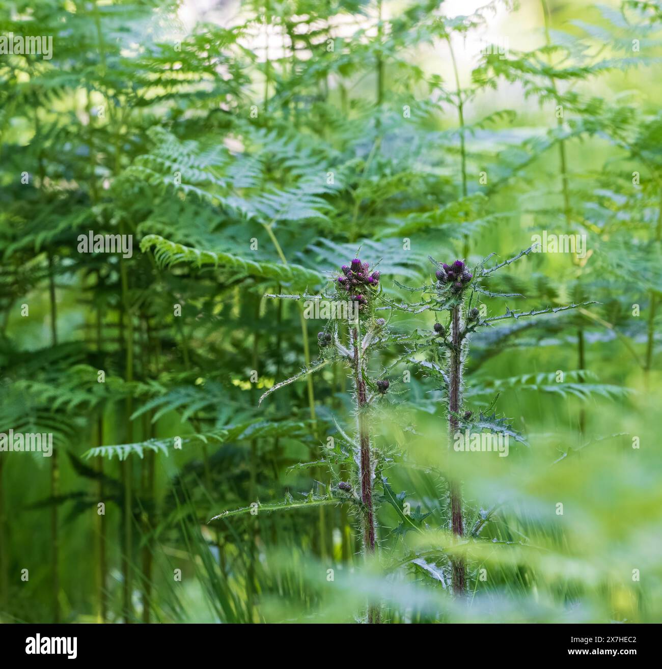 Marsh Thistle cresce tra Bracken Foto Stock