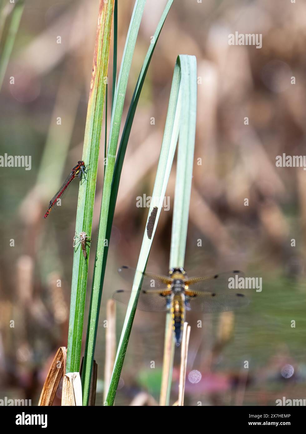 Garden Pond Life, vari insetti su un laghetto da giardino Foto Stock
