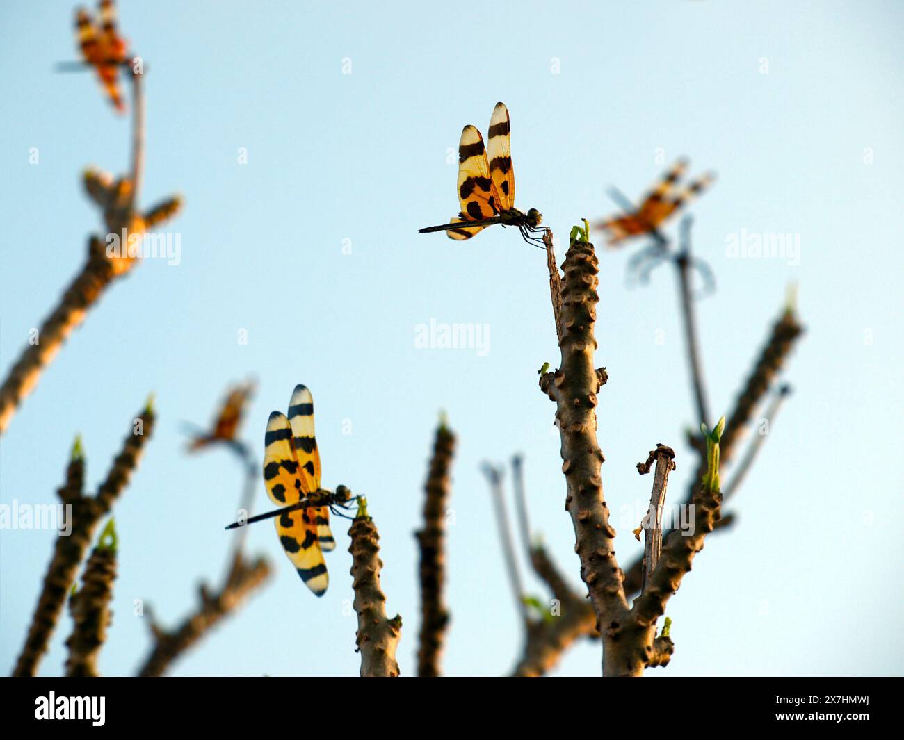 Gruppo di libellule colorate su una pianta contro un cielo limpido al tramonto. Foto Stock
