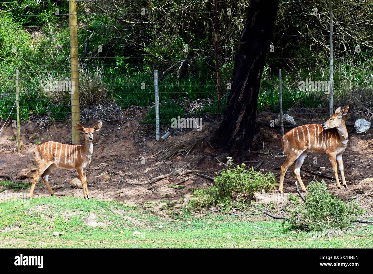 Nyala Antelope, Botlierskop Game Reserve, Little Brak River, Western Cape, Sud Africa. Foto Stock