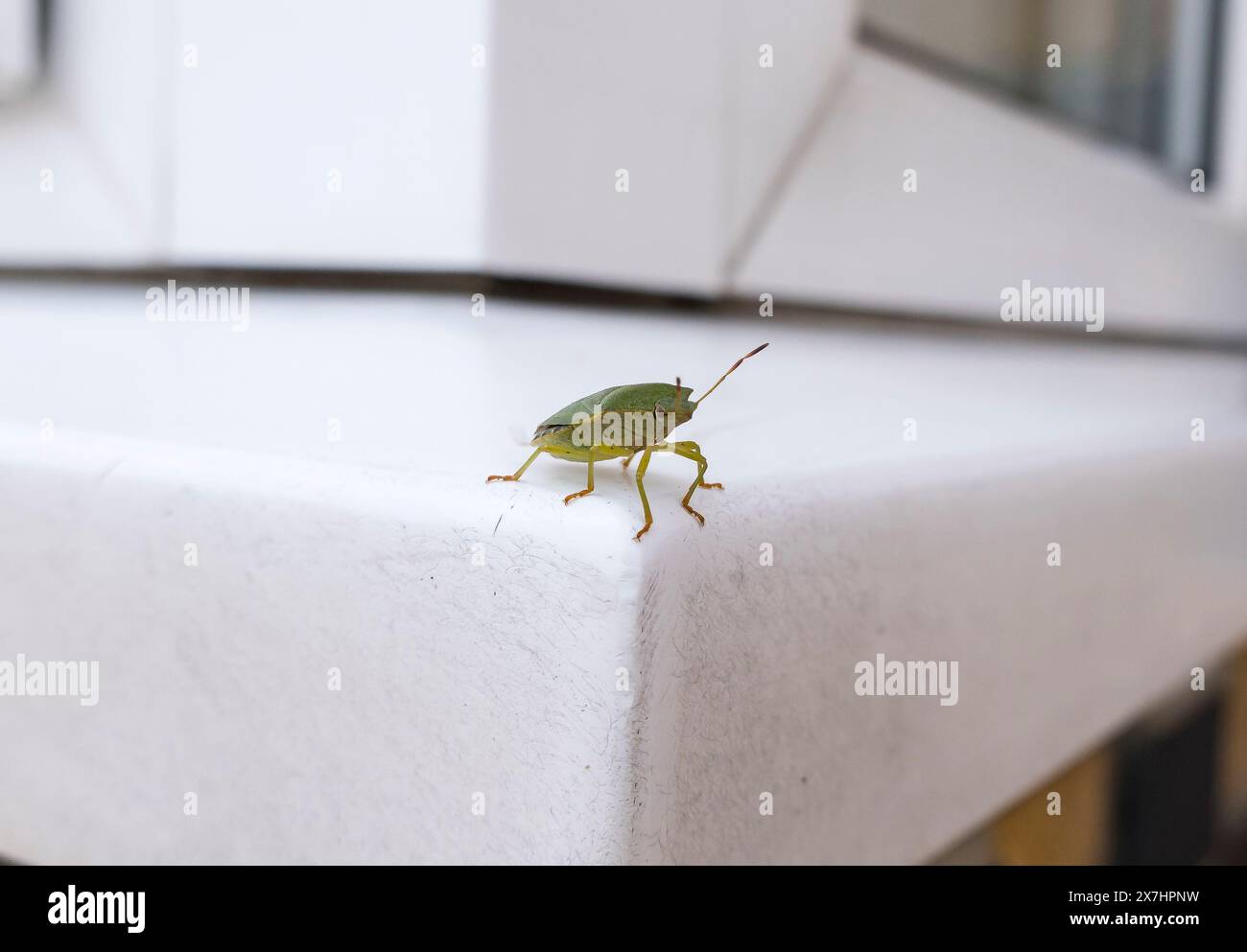 Cimice comune per adulti con scudo verde, Cherry Willingham, Lincolnshire, Inghilterra, Regno Unito Foto Stock