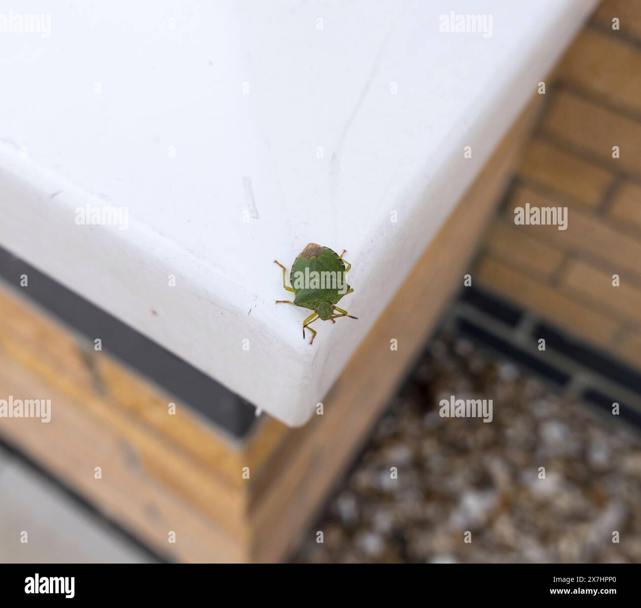 Cimice comune per adulti con scudo verde, Cherry Willingham, Lincolnshire, Inghilterra, Regno Unito Foto Stock