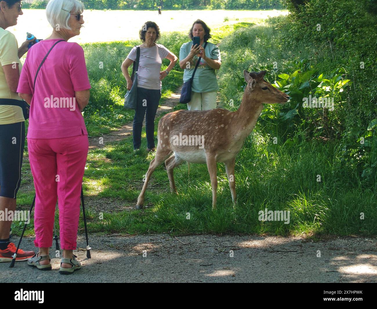 Monaco, Baviera, Germania. 20 maggio 2024. Un cervo con poca paura per gli esseri umani ha attirato folle di amanti della natura in un parco forestale di fronte al campus di chimica LMU e a Klinikum Grosshadern nel quartiere Grosshadern -Martinsried di Monaco, Germania. Monaco ha numerose foreste e aree verdi piuttosto estese che contengono un ampio spettro di fauna selvatica entro i confini della città. Mentre un cervo docile può essere un piacere per gli amanti degli animali e della natura, la mancanza di paura degli esseri umani potrebbe segnalare una malattia o un infortunio. (Credit Image: © Sachelle Babbar/ZUMA Press Wire) SOLO PER USO EDITORIALE! Non per USO commerciale! Foto Stock