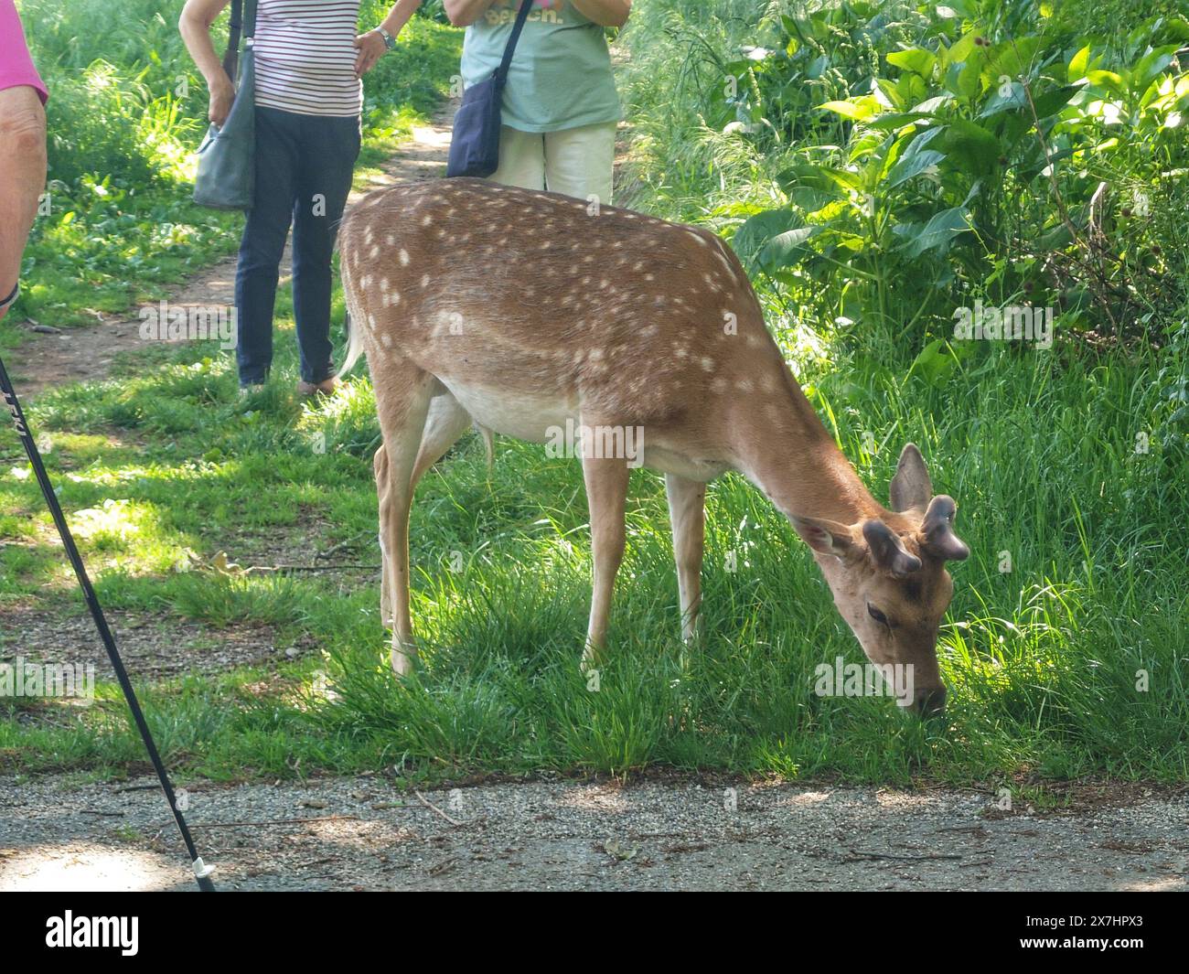 Monaco, Baviera, Germania. 20 maggio 2024. Un cervo con poca paura per gli esseri umani ha attirato folle di amanti della natura in un parco forestale di fronte al campus di chimica LMU e a Klinikum Grosshadern nel quartiere Grosshadern -Martinsried di Monaco, Germania. Monaco ha numerose foreste e aree verdi piuttosto estese che contengono un ampio spettro di fauna selvatica entro i confini della città. Mentre un cervo docile può essere un piacere per gli amanti degli animali e della natura, la mancanza di paura degli esseri umani potrebbe segnalare una malattia o un infortunio. (Credit Image: © Sachelle Babbar/ZUMA Press Wire) SOLO PER USO EDITORIALE! Non per USO commerciale! Foto Stock