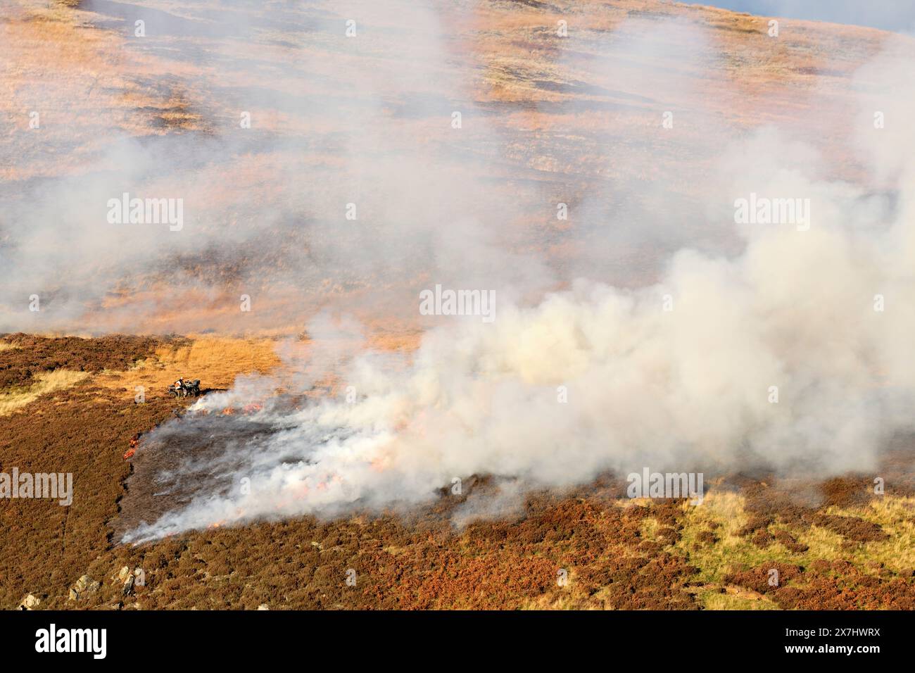 Muir Burning - combustione controllata della lira matura (Calluna vulgaris) in primavera sulla brughiera gestita. Foto Stock