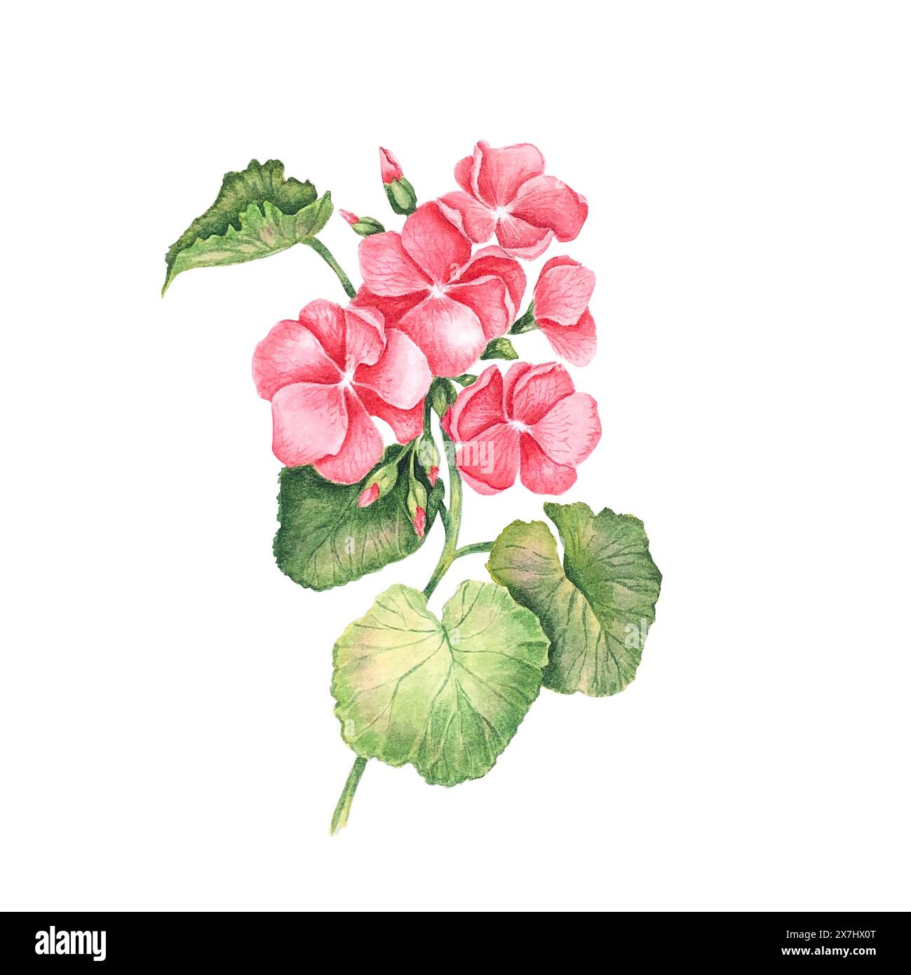 Fiore rosa di geranio vegetale da giardino. Illustrazione floreale ad acquerello disegnata a mano con fiori e foglie su sfondo bianco. Pelargonium Foto Stock