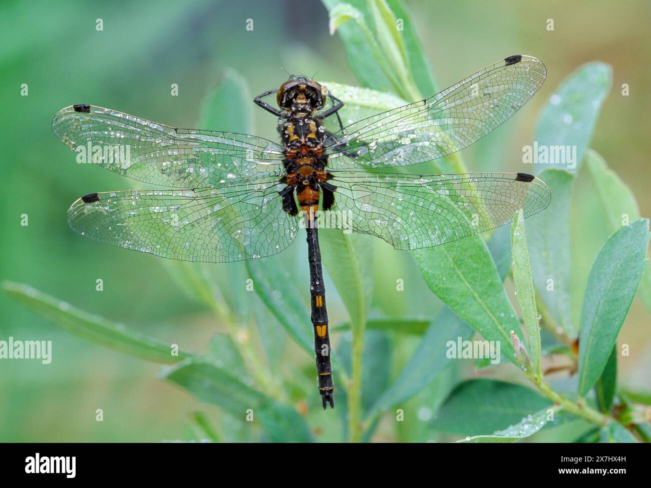 Darter Dragonfly dalla faccia bianca (Leucorrhiniia dubia) maschio che riposa sulla palude myrtle Leaves, Beinn Eighe National Nature Reserve, Wester Ross, Scozia, luglio Foto Stock