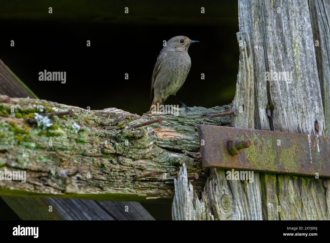 Rosso nero (Phoenicurus ochruros gibraltariensis) femmina / maschio del primo anno civile arroccato su travi di legno intemperie / capannone in primavera Foto Stock