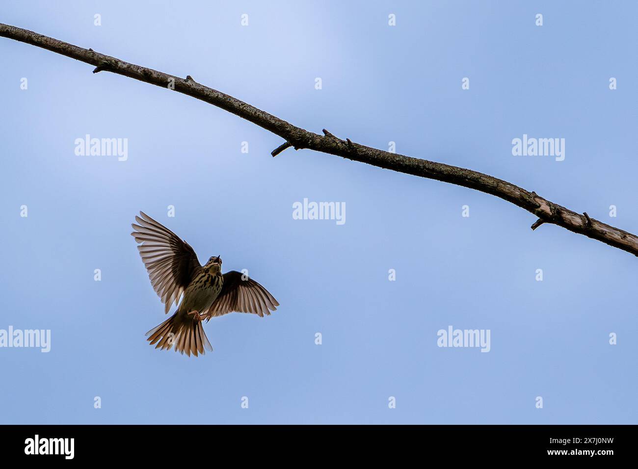 Pipito d'albero (Anthus trivialis / Alauda trivialis) atterrando nell'albero mentre canta in primavera Foto Stock