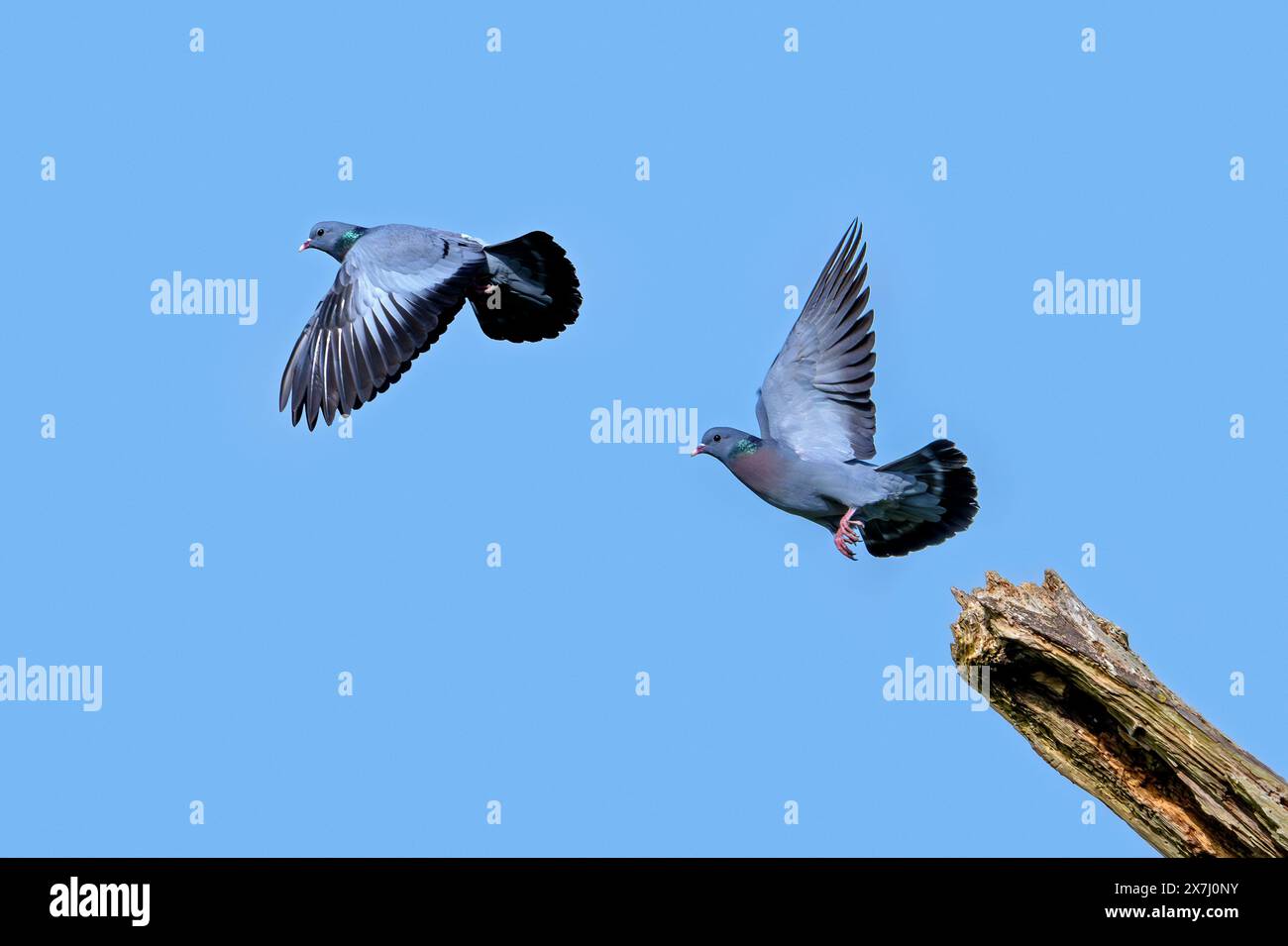 Colomba (Columba Oenas) in volo, sequenza composita digitale del piccione stock decollato dal ramo contro il cielo blu in primavera Foto Stock