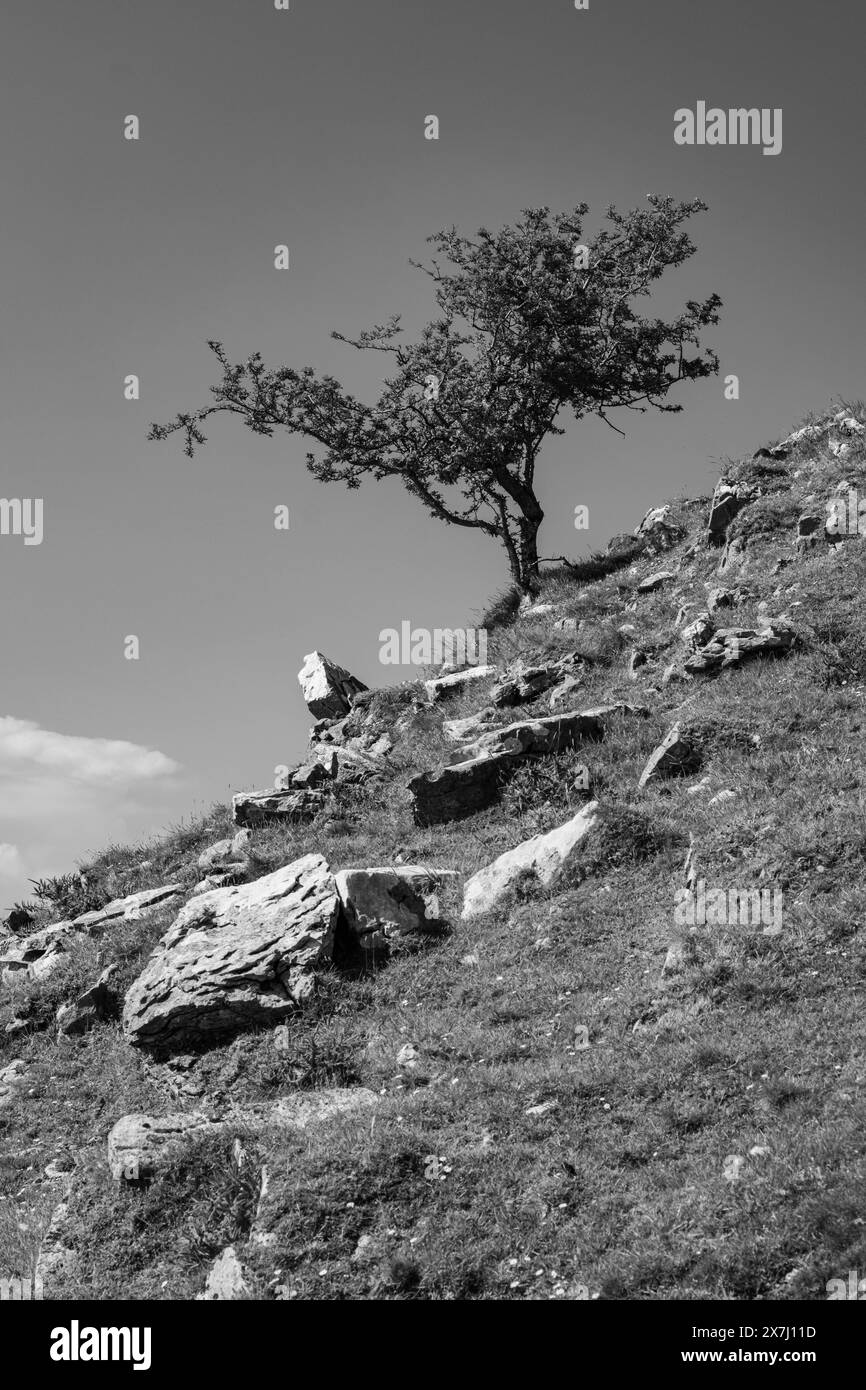 Albero di Thorn a infrarossi Foto Stock