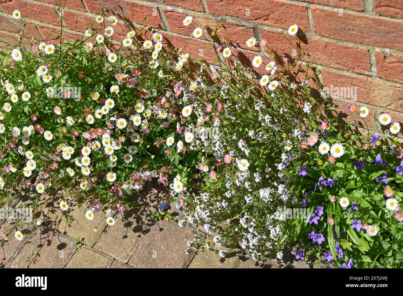 Piante resistenti alla siccità primaverili ed estive Erigeron karvinskianus, timo e Campanula portenschlagiana che crescono nel confine stretto accanto a casa maggio Regno Unito Foto Stock