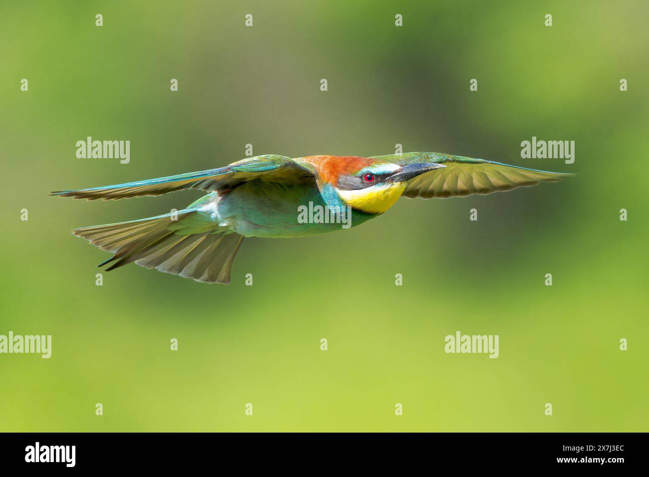 Mangiatore di api europeo o mangiatore di api europeo, Merops apiaster, singolo uccello che vola sopra la vegetazione, Bulgaria, Europa Foto Stock