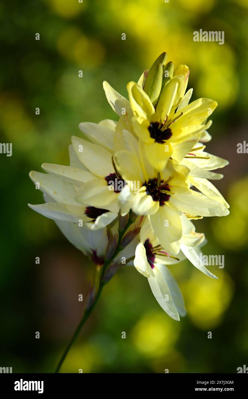 Giallo cremoso tarda primavera o inizio estate fiori di giglio di mais africano, o Ixia Hogarth nel giardino del Regno Unito maggio Foto Stock