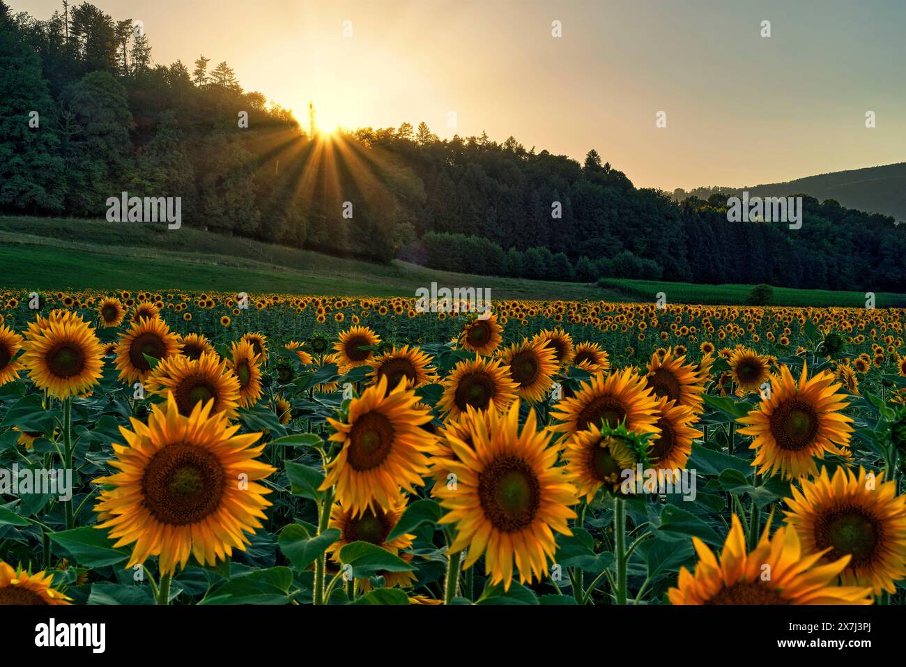 Campo di girasole vicino a Courrendlin. Courrendlin è un comune della Svizzera situato nel distretto di Delémont del Canton Giura. L'ex nome tedesco Foto Stock
