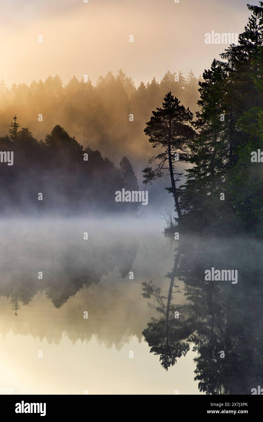 Il piccolo lago brughiera, Étang de la Gruère nel cantone svizzero del Giura. Umori mattutini poco prima e dopo l'alba Foto Stock