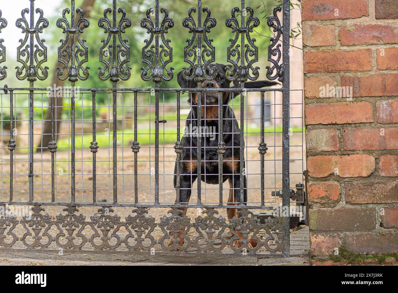 Cane da guardia Rottweiler dietro un cancello chiuso in acciaio in una proprietà residenziale privata, Regno Unito. Foto Stock