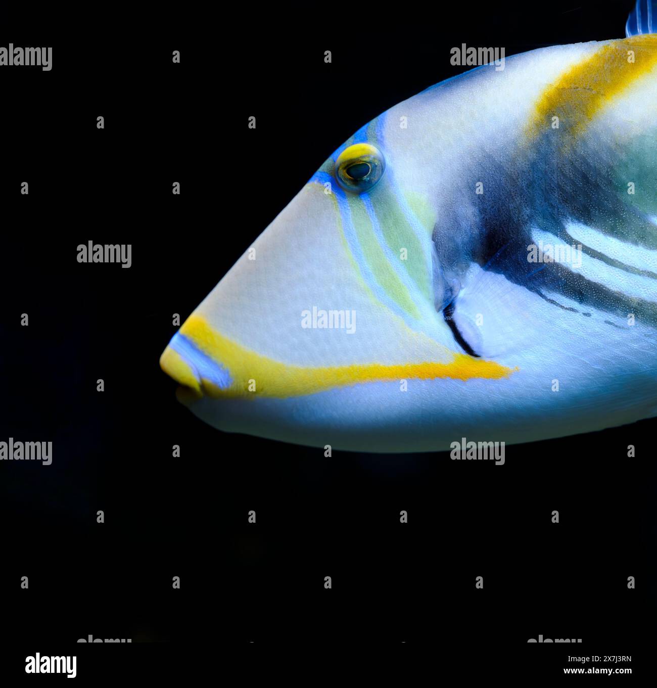Un colorato pesce a grilletto della laguna con distintivi segni gialli, blu e verdi nuota con grazia su uno sfondo nero. Foto Stock