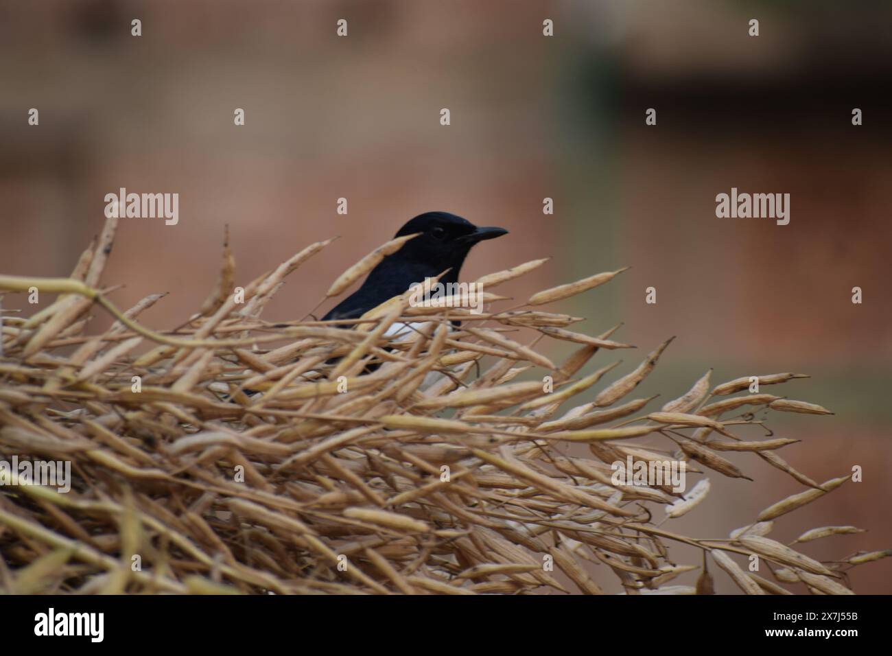 Il Robin, uccello nazionale del Bangladesh. Foto Stock