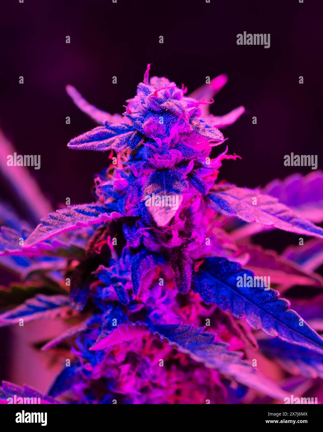 Bocciolo di marijuana fiorito con una luce di colore rosa viola in una fattoria al coperto. Concetto di coltivazione di cannabis medica Foto Stock